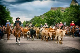 Cattle Drive through Castle Rock